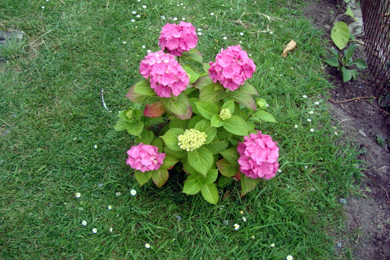 Hortensia - Talus Citoyen - 1 juillet 2019