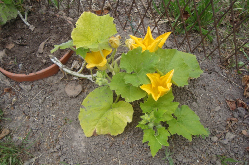 Citrouille - Talus Citoyen - 1 juillet 2019