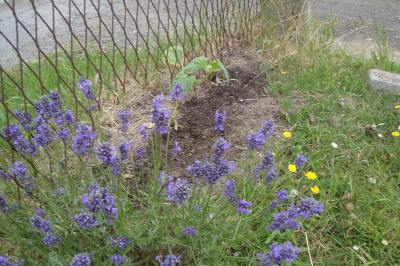 Lavande et plant de concombre - Talus Citoyen - 1 juillet 2019